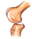 Anatomía rodilla: Ligamento cruzado posterior