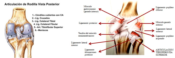 Articulación rodilla Articulación rodilla