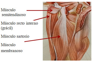 Articulación rodilla