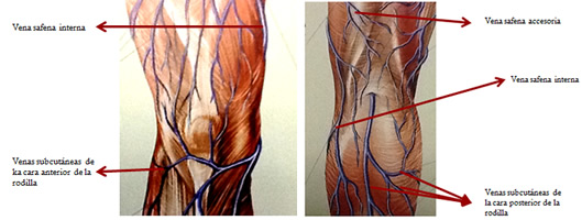 Articulación rodilla