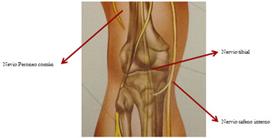 Articulación rodilla