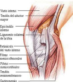 Rodilla anatomía