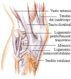 Rodilla anatomía