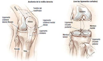 La rodilla